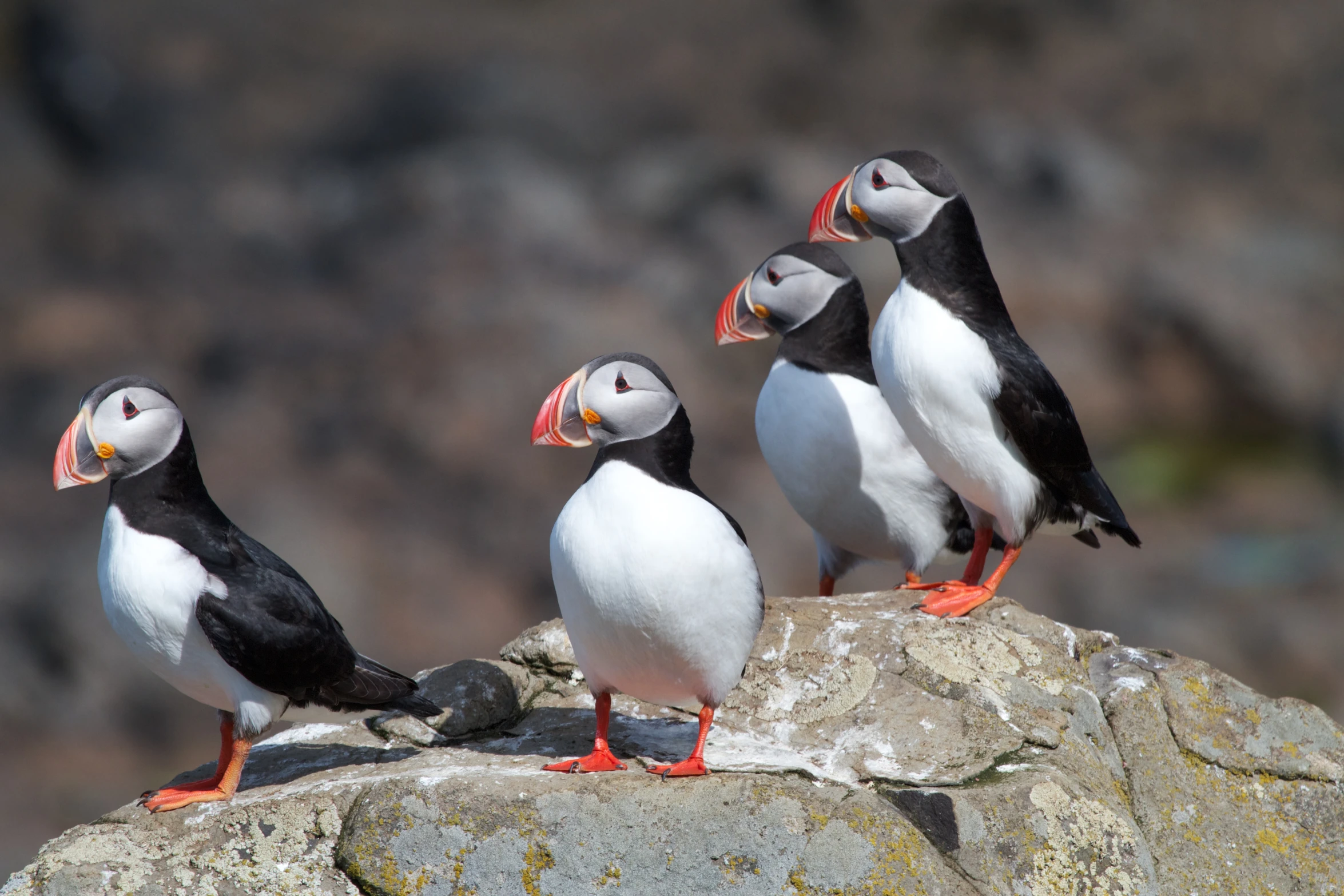 three black and white puffins with orange beaks standing on a rock