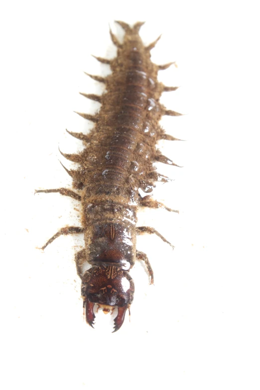 an insect crawling in white water on a surface