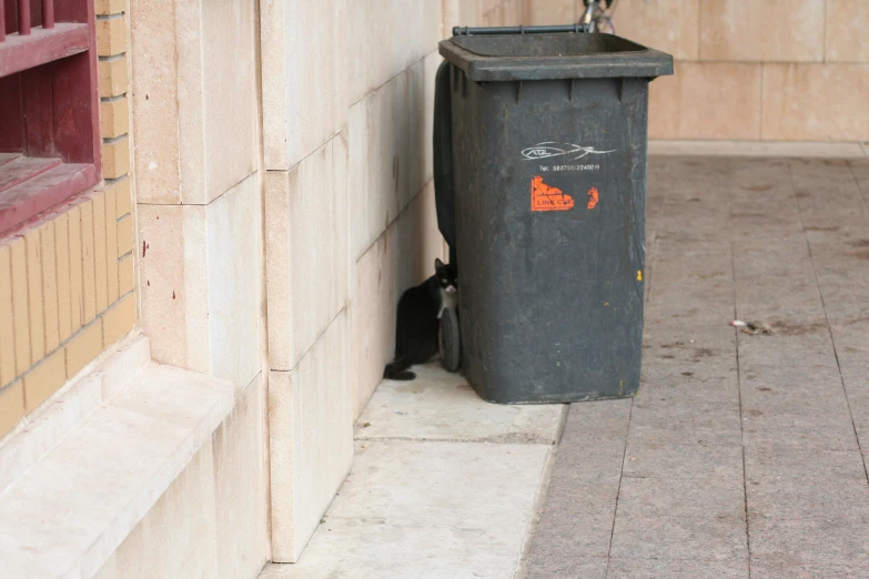 a black cat looking at a trash can