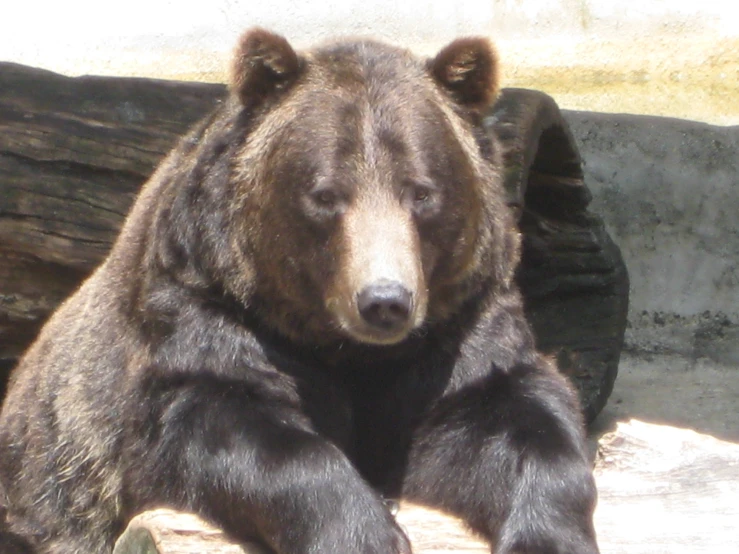 a bear sitting on a rock with its paw on the ground