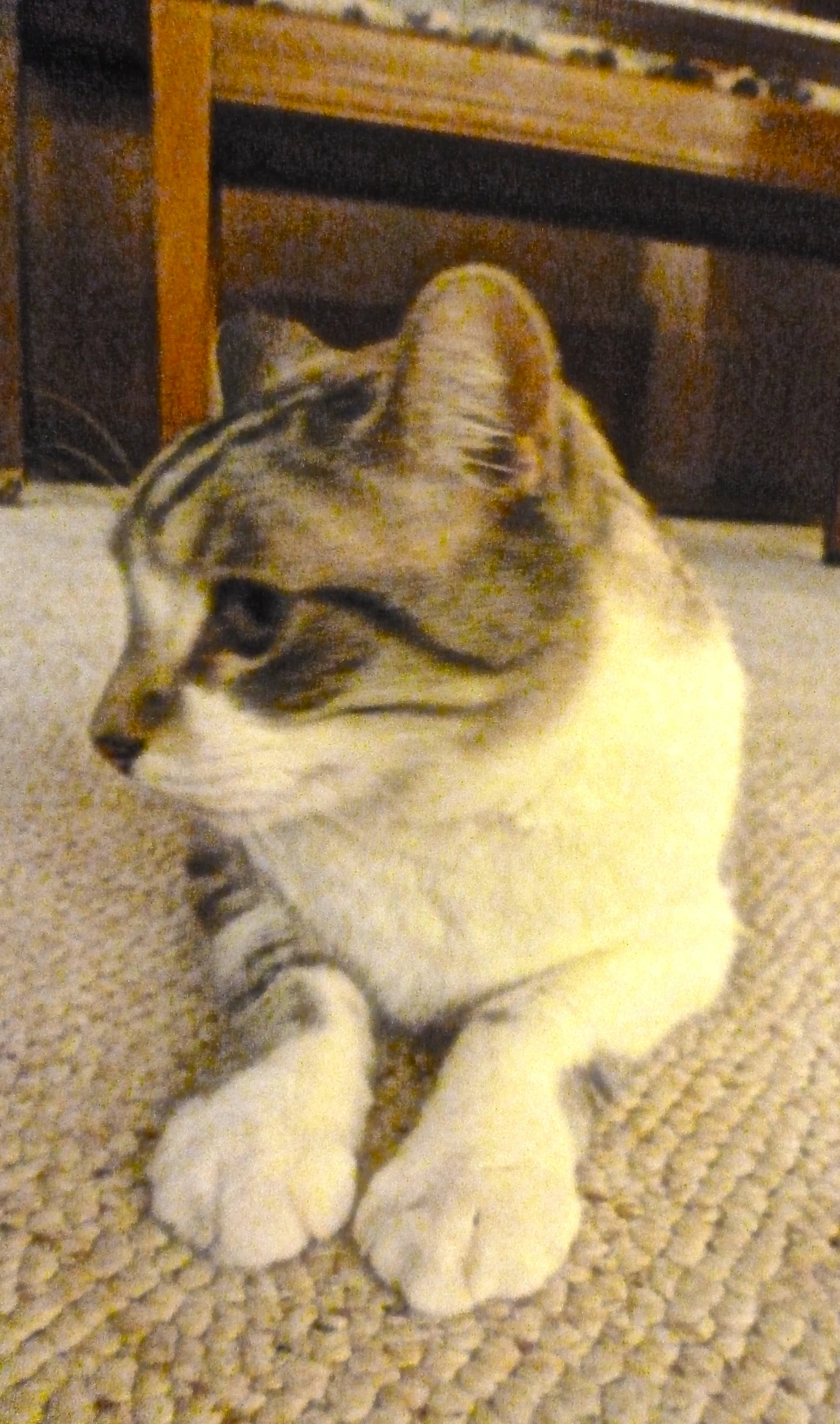 a cat is sitting on the floor with its eyes open