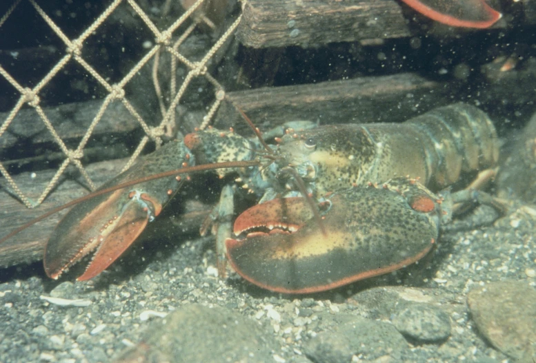 the red lobster is sitting in the sand