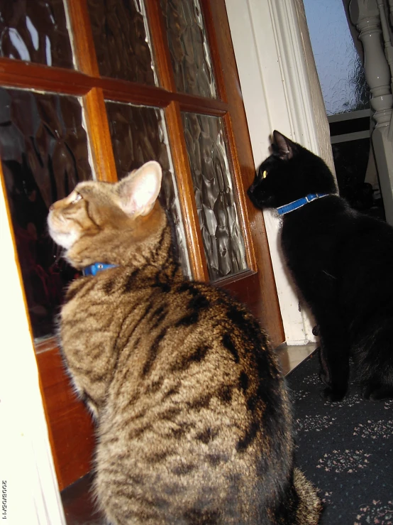 the cat looks at another cat who is staring out the window