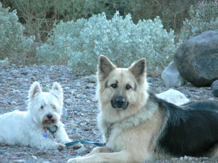 two dogs lying down on some gravel and rocks