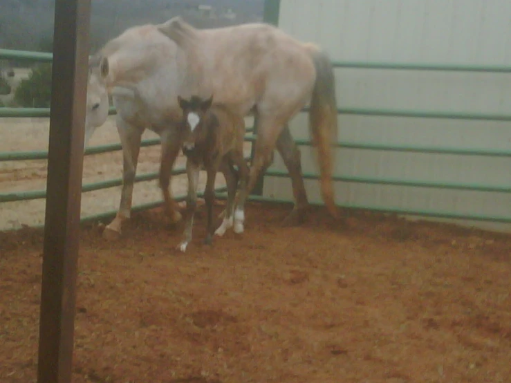 there are two horses standing on the dirt