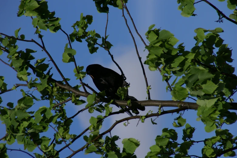 a crow sitting on top of a tree with leaves