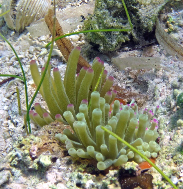 a group of different colored sea anemone or sea urchins on the sand