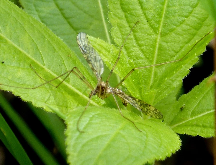 the mosquito is sitting on a big leaf