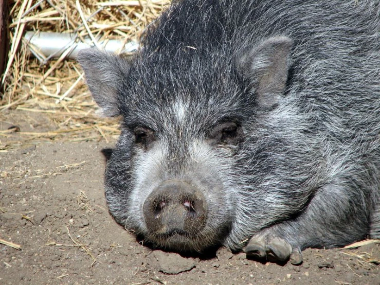 a small pig laying on a dirt ground