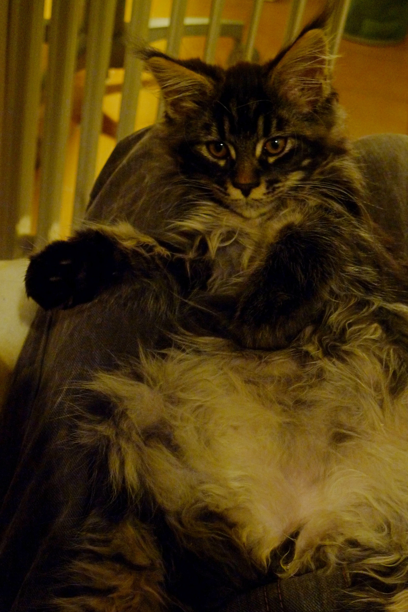 a long haired cat sitting on top of a brown couch