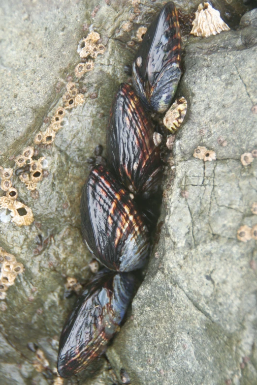 two bugs that are standing on some rocks