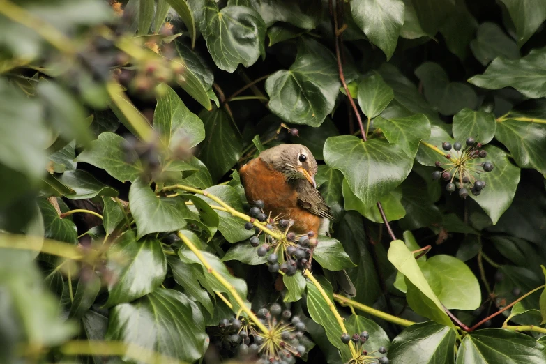 the bird sits on a nch of a tree