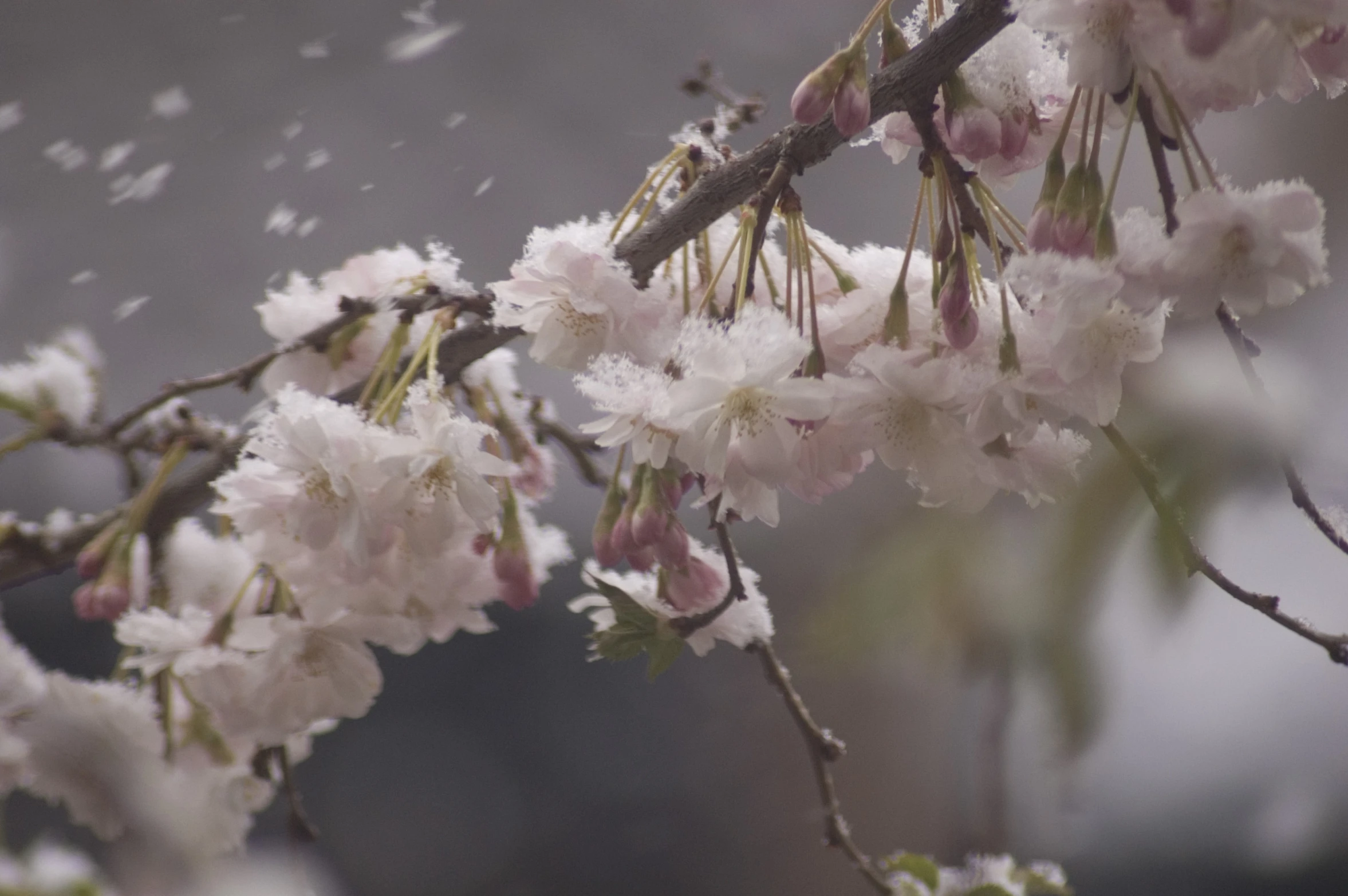 the cherry blossom tree is in blossom and beginning to bloom