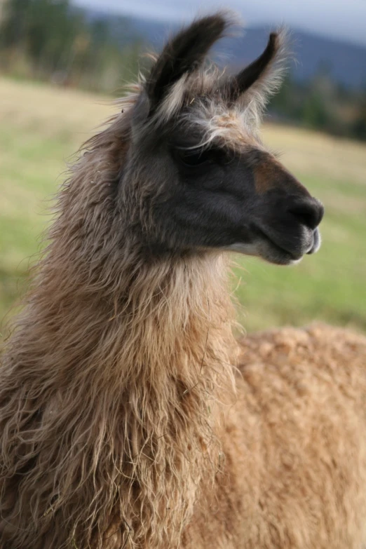 an image of an alpaca in the background