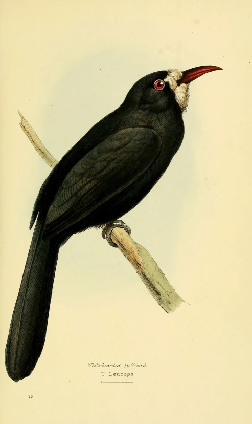 a large black bird perched on top of a tree