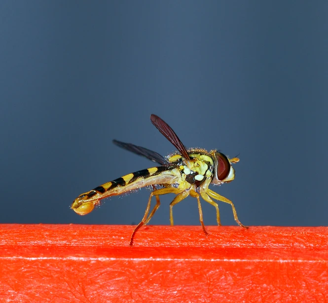 a big insect sitting on a red surface