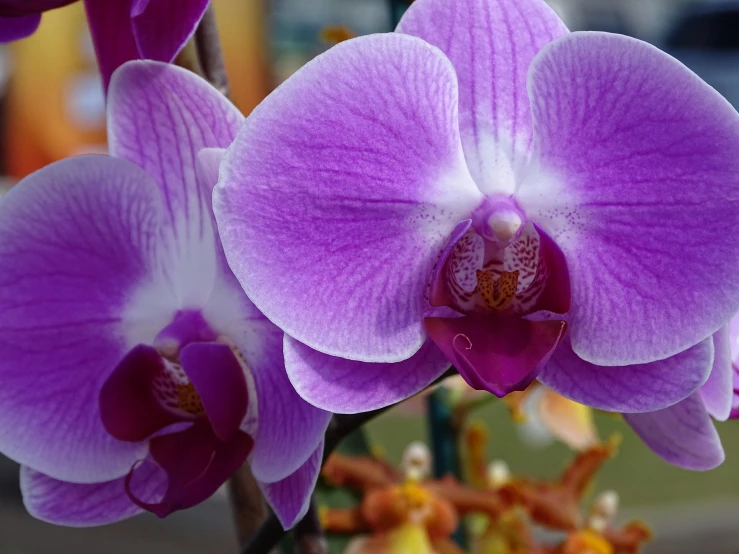 two pink orchids sitting next to each other