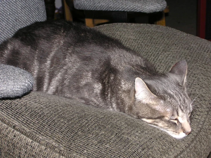 a grey cat laying on the back of a chair