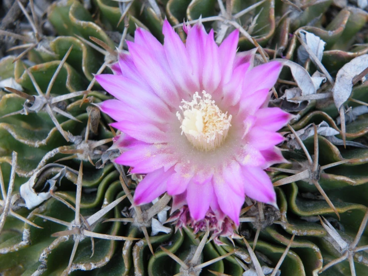 a flower is beginning to bloom on a green cactus