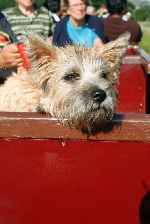 a small dog sitting in a trailer next to some people