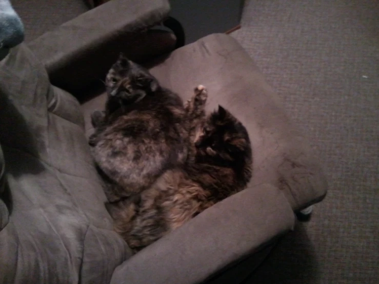 a cat curled up in a chair sleeping