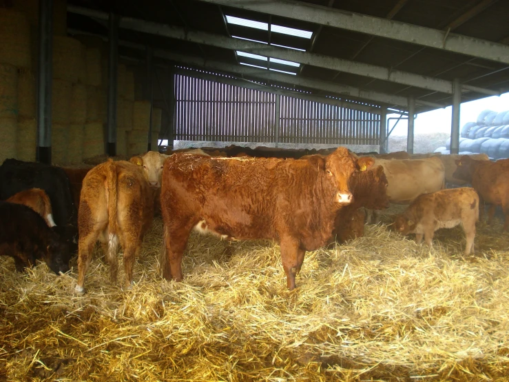 a herd of cows standing inside a barn