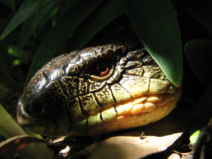 a close - up of an alligator's head peering out from under a green plant