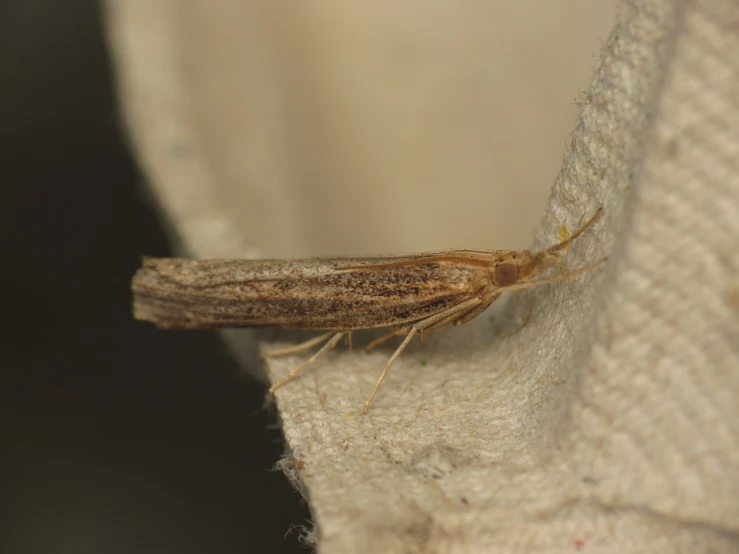 a close - up image of a leafless insect