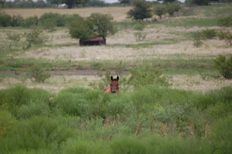 horse in field surrounded by green shrubs and grass