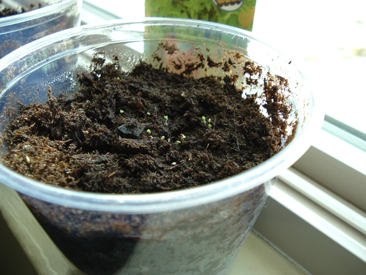 a couple of buckets filled with dirt sitting on a window sill