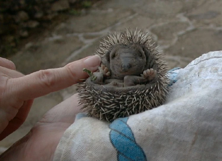 someone holds a young hedgehog curled up into a basket