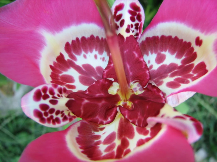 an orchid with white, pink and yellow spots