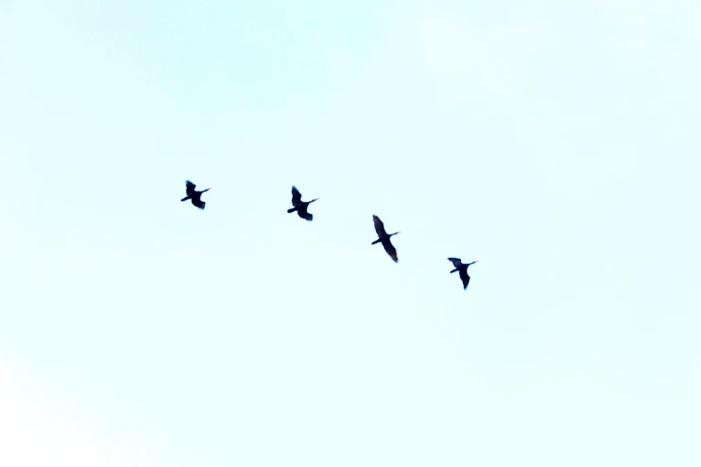 birds are in formation against a blue sky