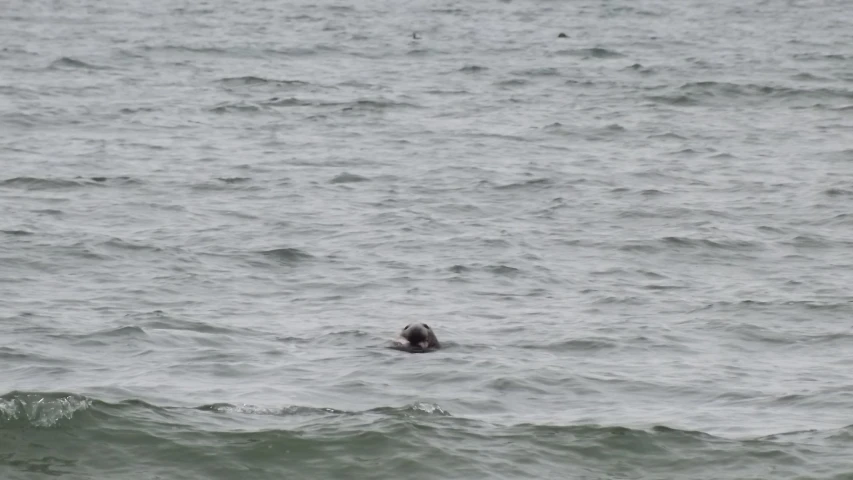 a bird flying above the ocean as it looks like he is coming out of the water