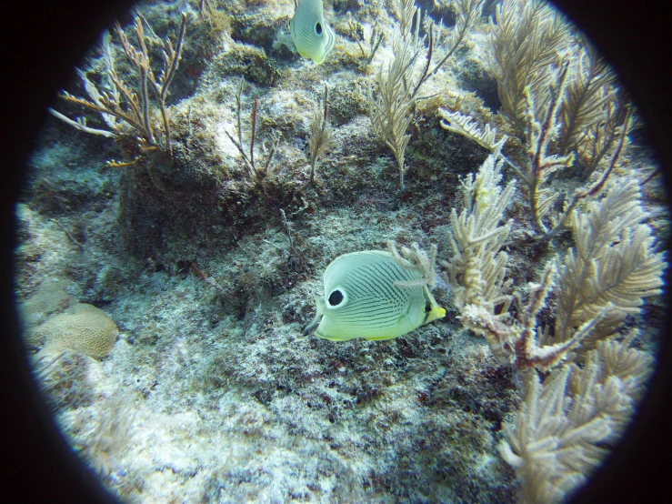 an underwater view of some vegetation and a fish