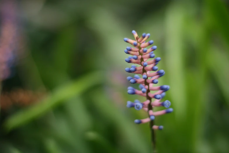 the buds are very small and tiny, the blue and pink tips appear to be tiny