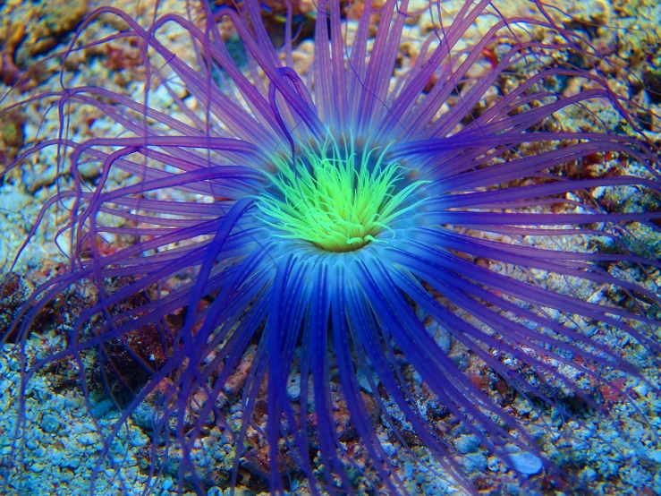 purple sea anemone on a reef in a coral