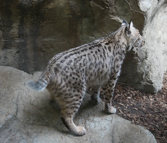 a small cat is standing on some rock