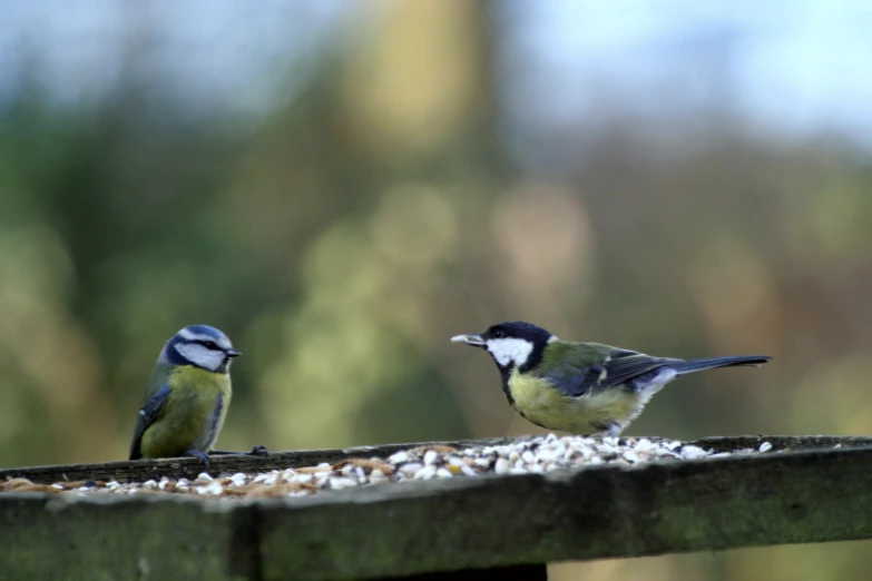 two birds perched on the rail of a bench