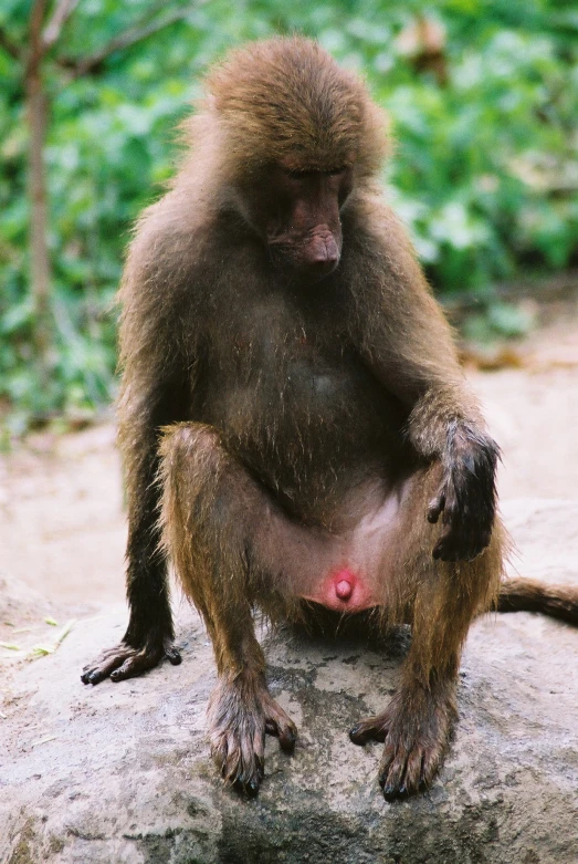 a young monkey sitting on top of a large rock