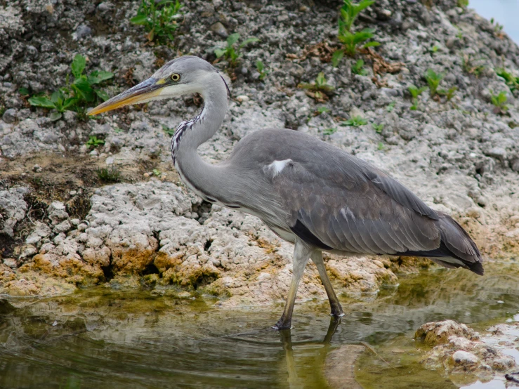 a gray and white bird standing in the water