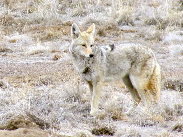 a wolf standing in a dry grass field