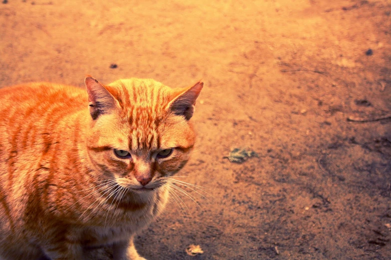 an orange cat is standing and staring