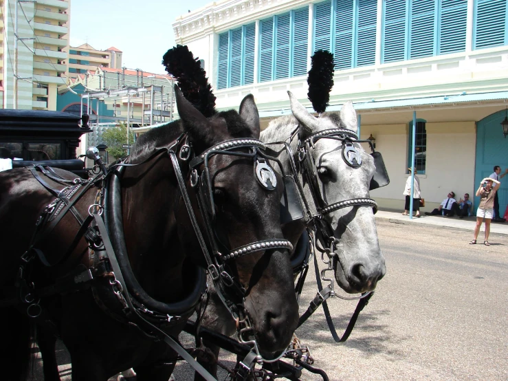 two horse drawn carriages are parked on the street