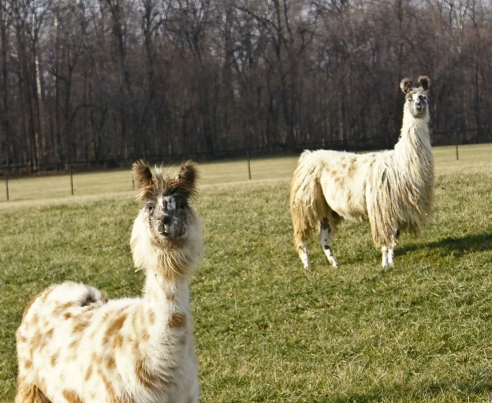 two llamas standing in a pasture one staring at the camera