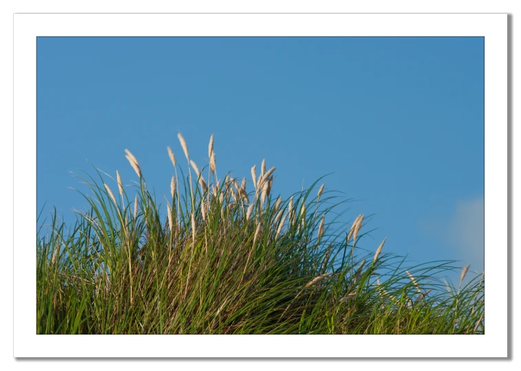 a close up s of a tree with very tall needles