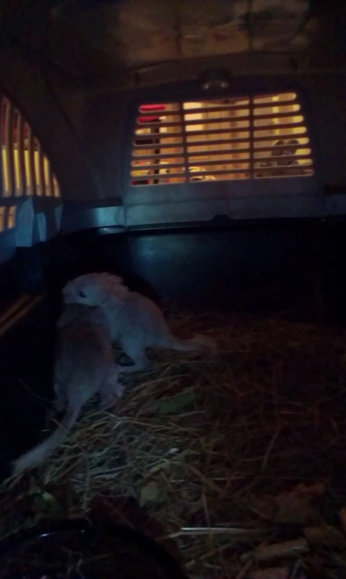 a white dog is laying in the hay inside of an animal pen