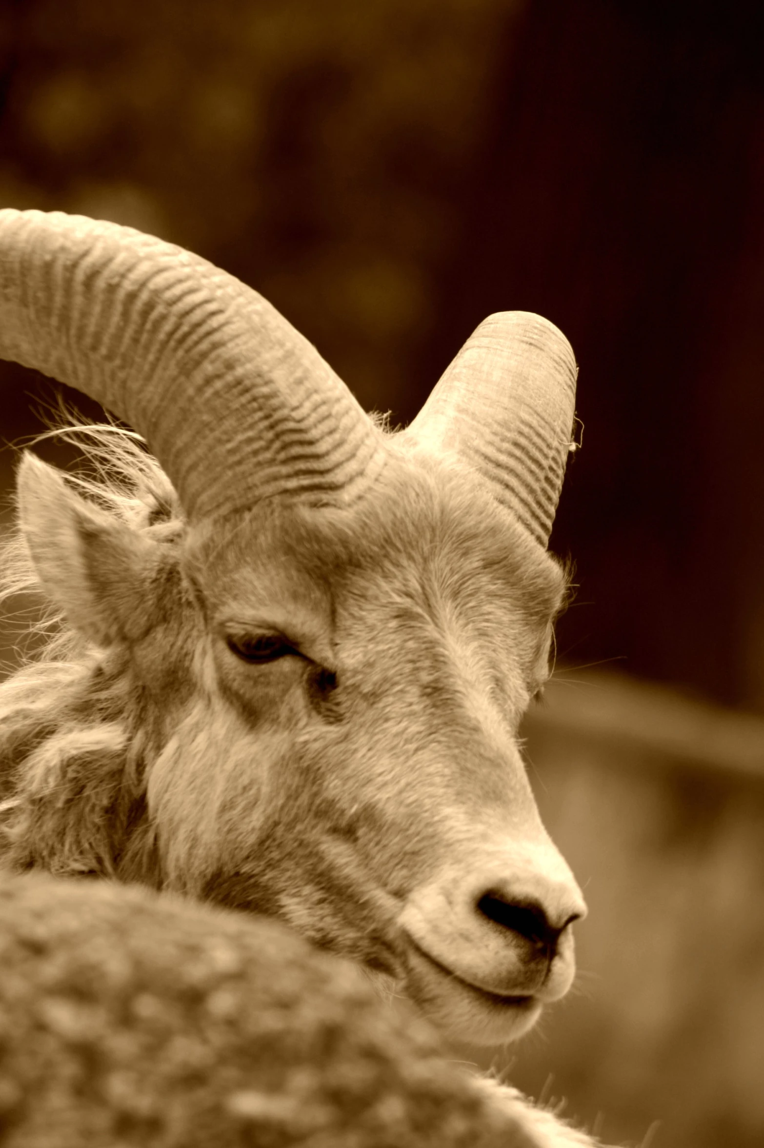 a goat with long horns sitting in an enclosed area