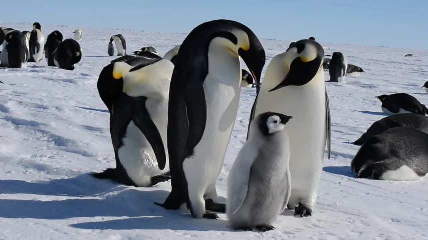 four penguins with their chicks on the snow