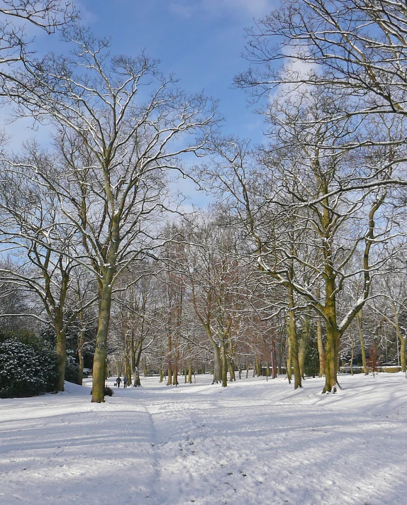 the snow is covering many trees and the ground is full of footprints